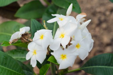 Plumeria (frangipani) çiçekler ağaçta (diğer isimleri frangipan vardır