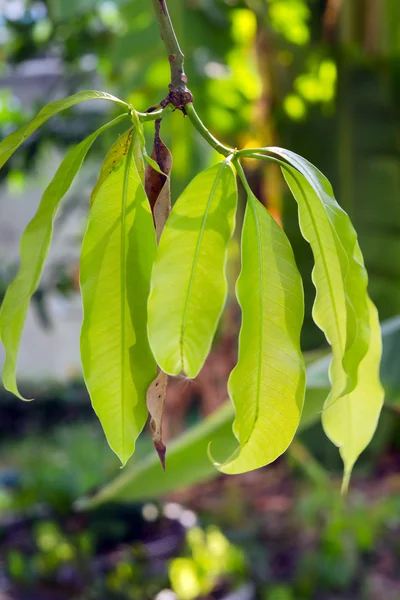 Foglia di mango sull'albero — Foto Stock