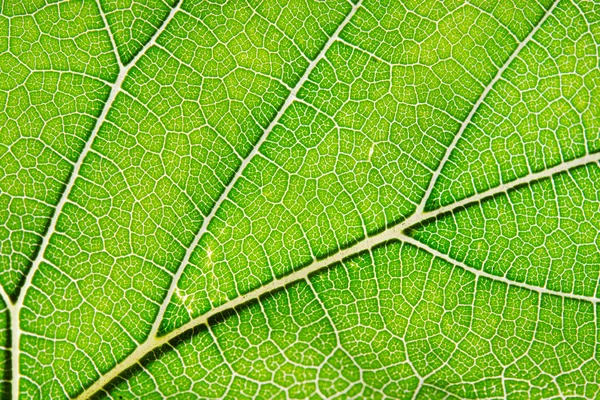 緑の葉と静脈のテクスチャ — ストック写真