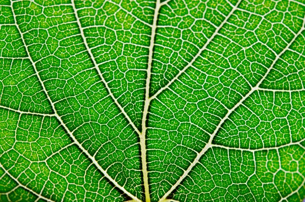 Textura de folha fundo abstrato com vista de close-up em veias foliares — Fotografia de Stock