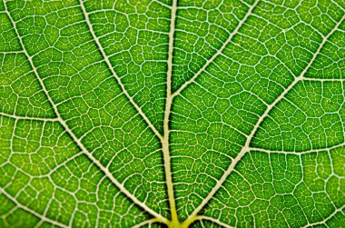 Yaprak arka plan, yeşil yaprak ve yaprak damarları görünümü kadar yakın