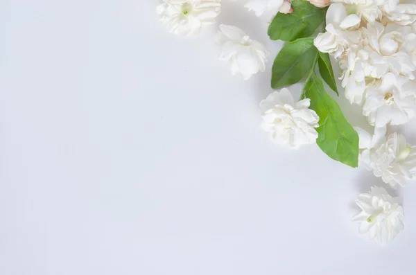 Çiçek arka plan üzerinde beyaz adam izole Yasemin çiçek — Stok fotoğraf