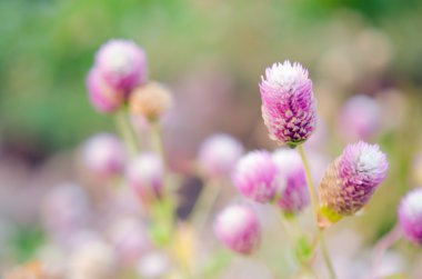 Seçici odak ve bulanık adam ile dünya mor çiçek