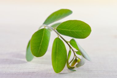 Ahşap tahta arka plan üzerinde Moringa yaprak