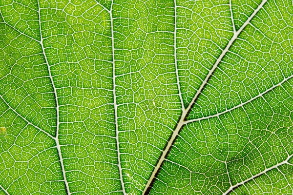 Textura de folha fundo abstrato com vista de close-up em veias foliares — Fotografia de Stock