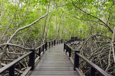 Mangrove forest (Trees include Rhizophoraceae, decandra, apicula clipart