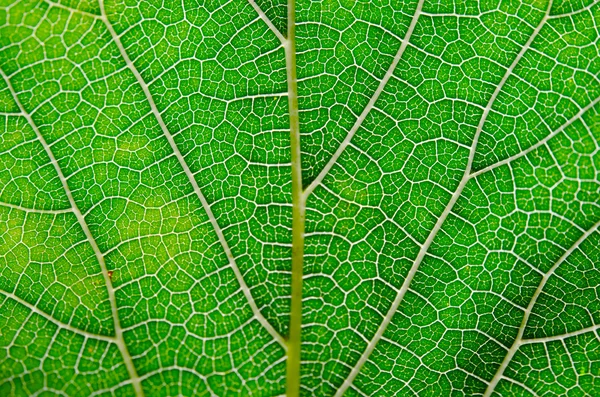 Texture foglia sfondo astratto su vene foglia con vista primo piano — Foto Stock