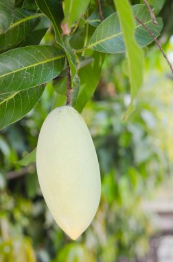 Mango meyve bahçesinde asılı