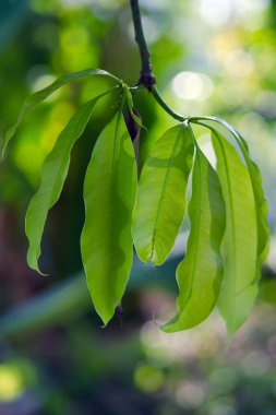 Ağacın yaprağına Mango