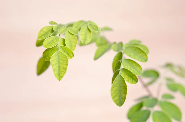 Moringa leaf op houten plank achtergrond — Stockfoto