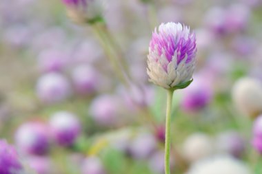 Seçici odak ve bulanık adam ile dünya mor çiçek