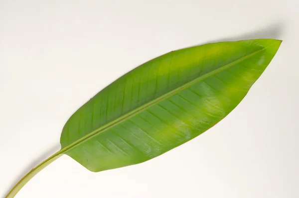 Hoja de plátano aislada sobre fondo blanco — Foto de Stock