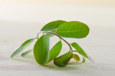 Ahşap tahta zemin üzerine koyarak Moringa yaprak