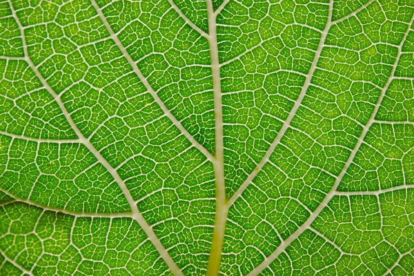 Leaf texture abstract background with closeup view on leaf veins — Stock Photo, Image