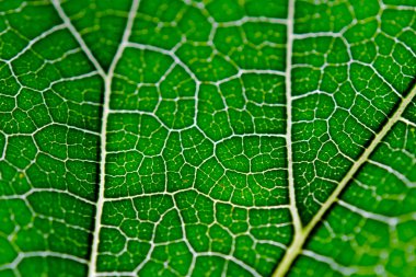 Yaprak arka plan, yeşil yaprak ve yaprak damarları görünümü kadar yakın
