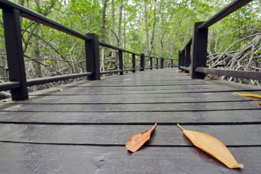 Ahşap geçiş yolu mangrov orman (Rhizophorac ağaçlar ekleyin