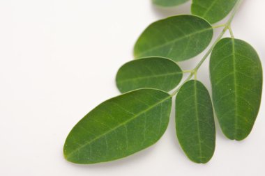 Beyaz tahta arka planda Moringa yaprağı