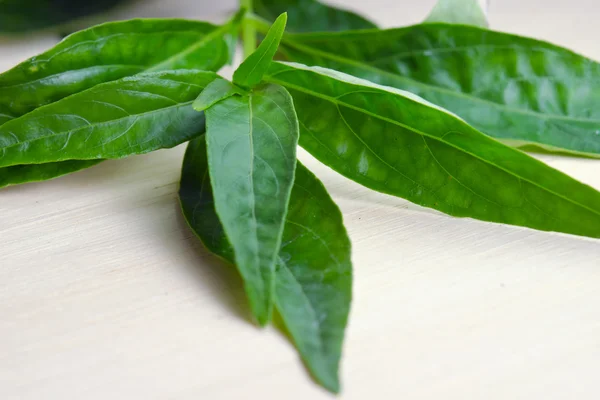 Chirayta verde, re delle foglie di amaro isolato su fondo legno — Foto Stock