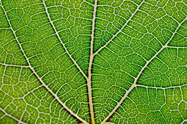 Textura de folha fundo abstrato com vista de close-up em veias foliares — Fotografia de Stock