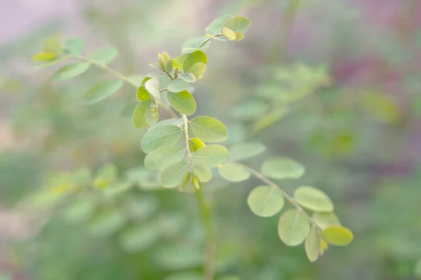 Foglia di Moringa (I benefici includono la riduzione della pressione alta, eli — Foto Stock