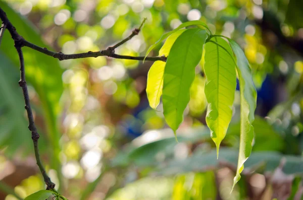 Mango levél a fán bokeh háttérrel — Stock Fotó