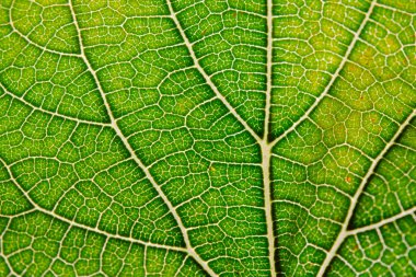 Yaprak doku arka plan damarlar üzerinde closeup Manzaralı