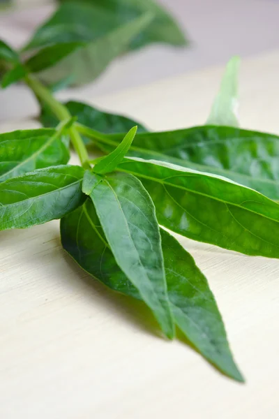 Chirayta verde, rey de las hojas amargas aisladas sobre fondo de madera — Foto de Stock