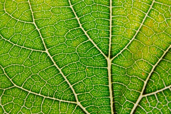 Textura de folha fundo abstrato com vista de close-up em veias — Fotografia de Stock