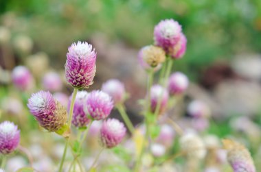 Seçici odak ve bulanık adam ile dünya mor çiçek