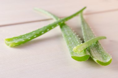 Aloe vera aloe bir tür elde bir jelatinimsi maddedir