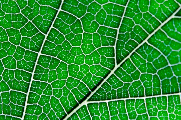 Leaf abstract background texture with veins — Stock Photo, Image