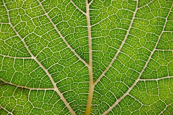 Yaprak arka plan doku damarlı — Stok fotoğraf