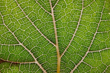 Yaprak doku arka plan damarlar üzerinde closeup Manzaralı