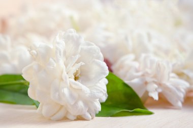 Yasemin çiçekleri ahşap tahta arka plan üzerinde gruplandırılmış