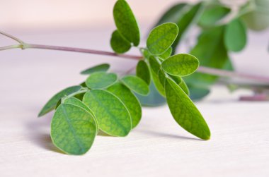 Moringa leaf on wooden board background clipart