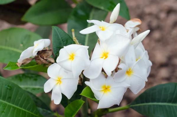 Plumeria flores en el árbol (Otros nombres son frangipani, Apocyn —  Fotos de Stock