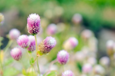 Seçici odak ve bulanık adam ile dünya mor çiçek