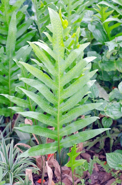 Foglia di Monstera in giardino con sfondo verde natura — Foto Stock