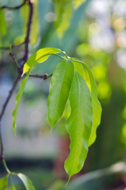 Ağacın yaprağına Mango