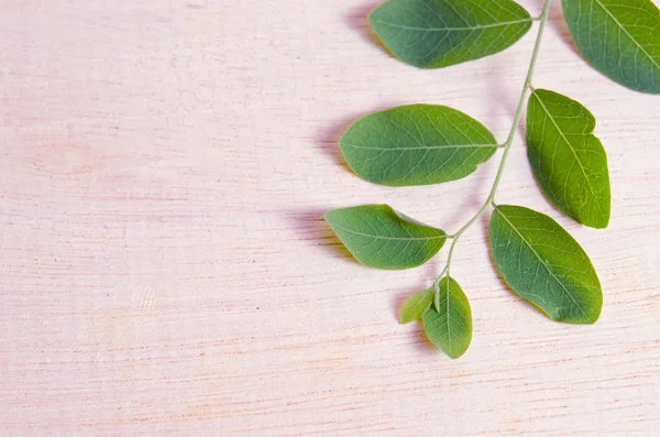 Hoja de Moringa sobre fondo de tablero de madera — Foto de Stock