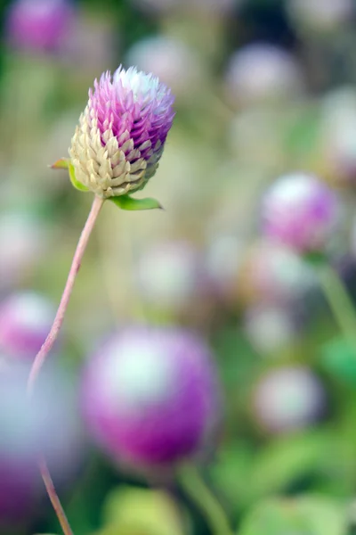 Globe Amaranth bloem met selectieve aandacht en wazig pagina — Stockfoto