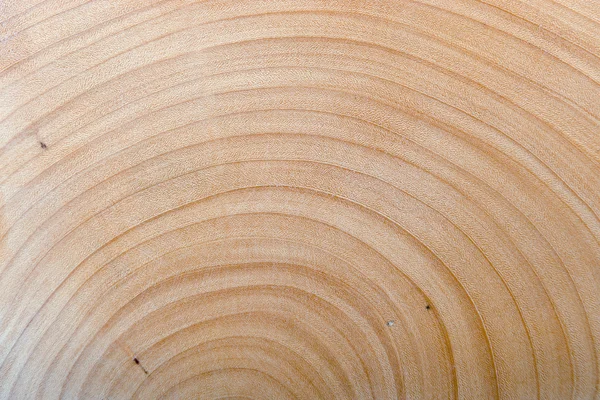 Struttura in legno mezza sezione trasversale del grande albero — Foto Stock