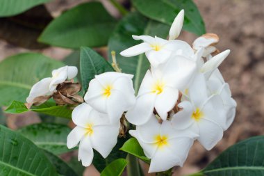 Plumeria çiçek ağaç üzerinde (diğer isimleri frangipani, Apocynacea vardır