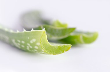 aloe vera beyaz