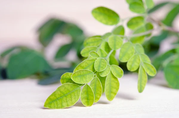 Hoja de Moringa sobre fondo de tablero de madera — Foto de Stock