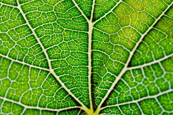 Folha textura de fundo abstrato com veias — Fotografia de Stock