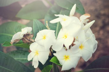 Plumeria çiçek ışık efekti ile ağaç üzerinde