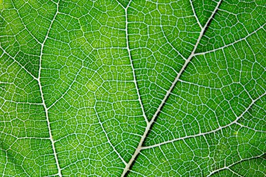 Yaprak arka plan doku damarlı