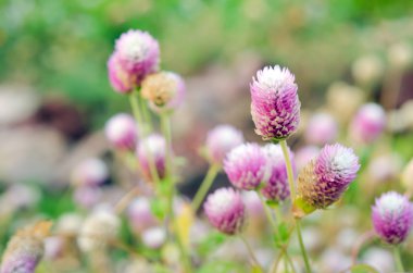 Seçici odak ve bulanık adam ile dünya mor çiçek