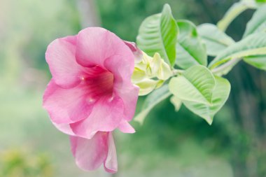 Pembe çöl çiçek gül (desert rose, alay Azale diğer isimleri vardır